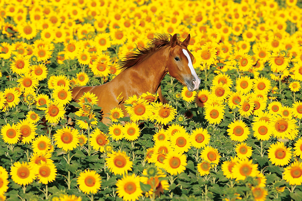 Fototipp Pferd im Sonnenblumenfeld