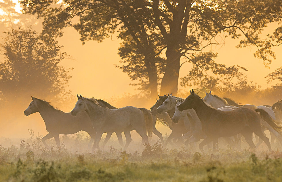 Fototipp Herde im Sonnenaufgang