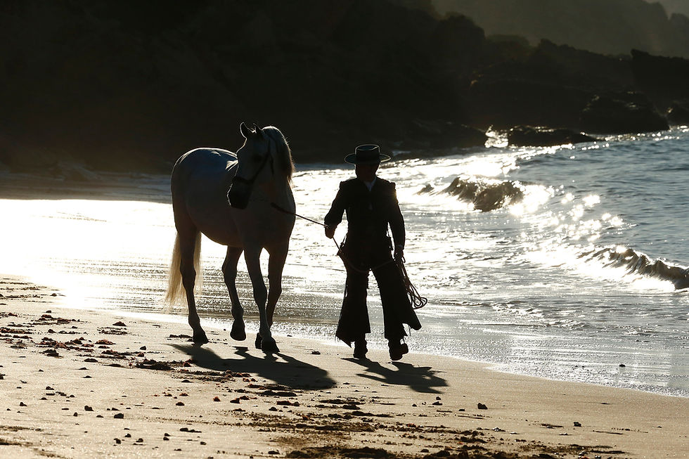 Fototipp Andalusierhengst am Strand