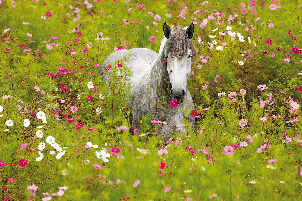Bildgeschichte Percherons im Blumenmeer
