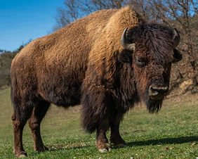 FERME-AUX-BISONS-21-768x512.jpg