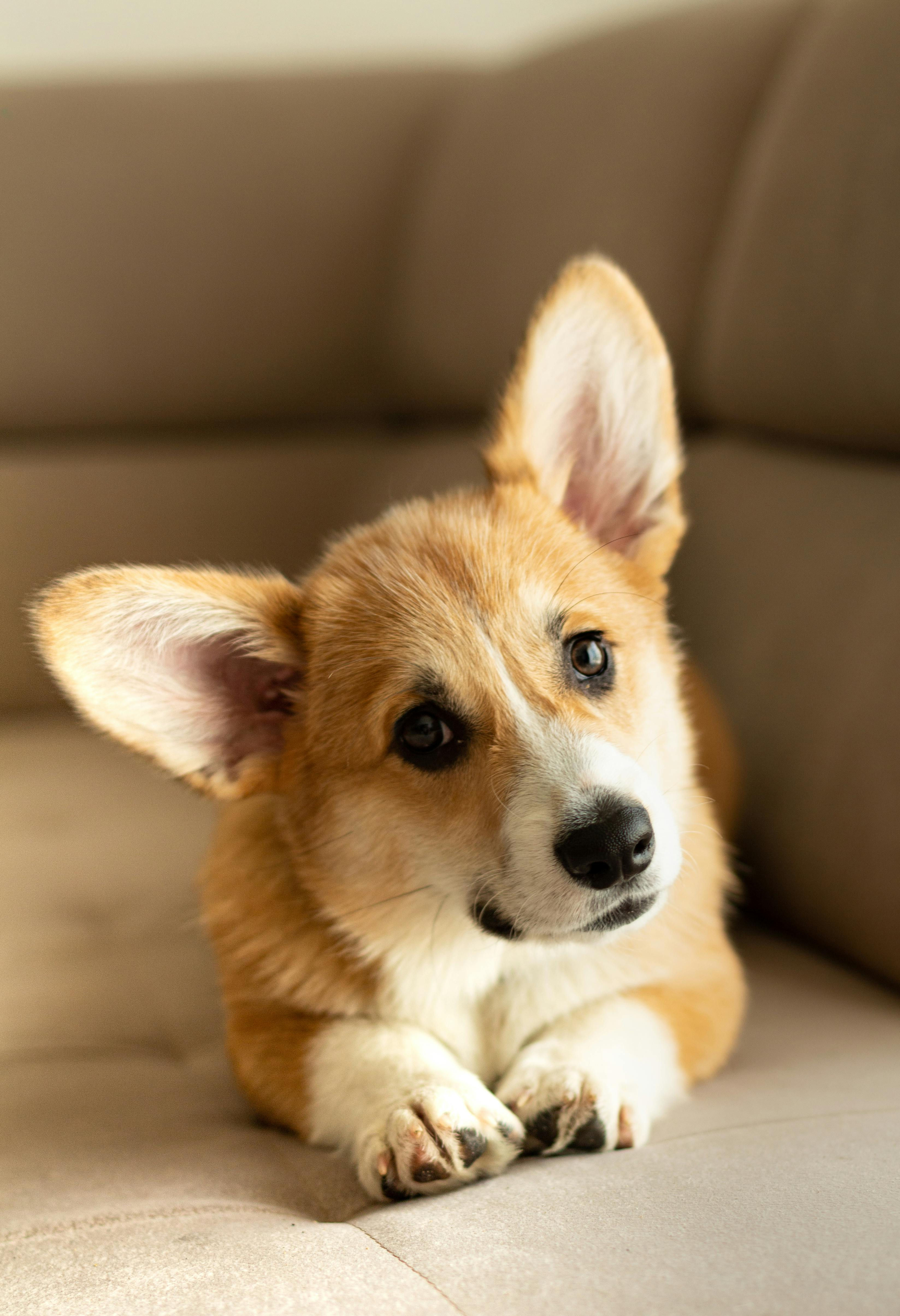 Corgi Charm