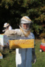 Harvesting Honey