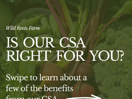 A few reasons to join this CSA season