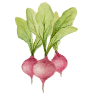 Radishes