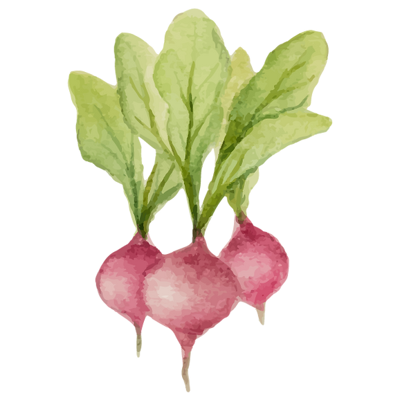 Radishes