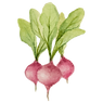 Radishes