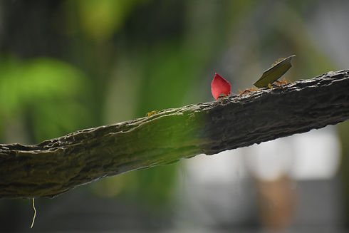 DSC_0626.JPG