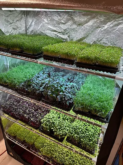 love-to-grow-some-healthy-microgreens-v0-y4el032godng1.webp