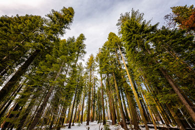 O Merced Grove, subindo a Big Oak Flat Road até Crane Flat, o bosque sobre neve com Sequoias Gigantes, Pinus Ponderosas, Calocedrus, entre outras espécies, Yosemite, Califórnia