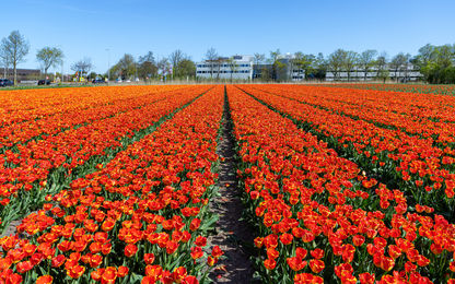 Os belos campos de tulipas no final de abril, Países Baixos