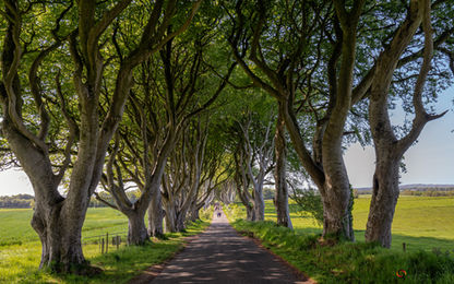 The Dark Hedges, uma avenida formada por faia europeia (beach trees), plantadas no século XVIII, Bregagh Road, Ballymoney, County Antrim Irlanda do Norte