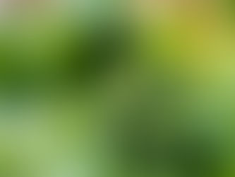 Ultimate Guide to Weed in Washington DC 2024-2025