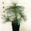 Thumbnail: Eastern White Pine - 1 Quart
