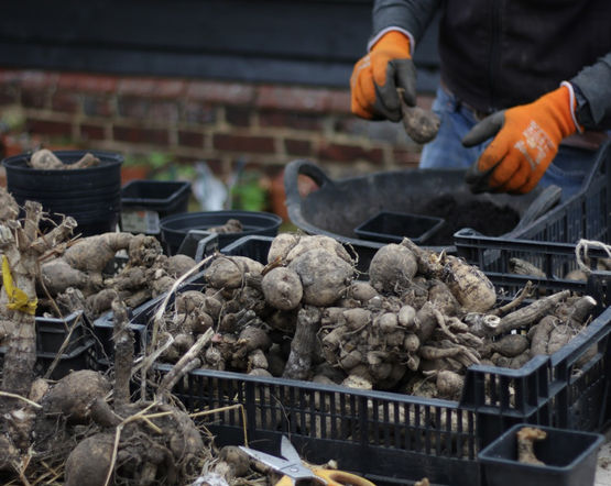 Splitting and planting up Dahlias for growing on under cover in March