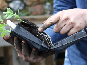 How To Grow Cut Flowers - Year Course in Review