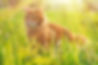 eartipcat.jpeg