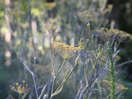 Seeds of Change