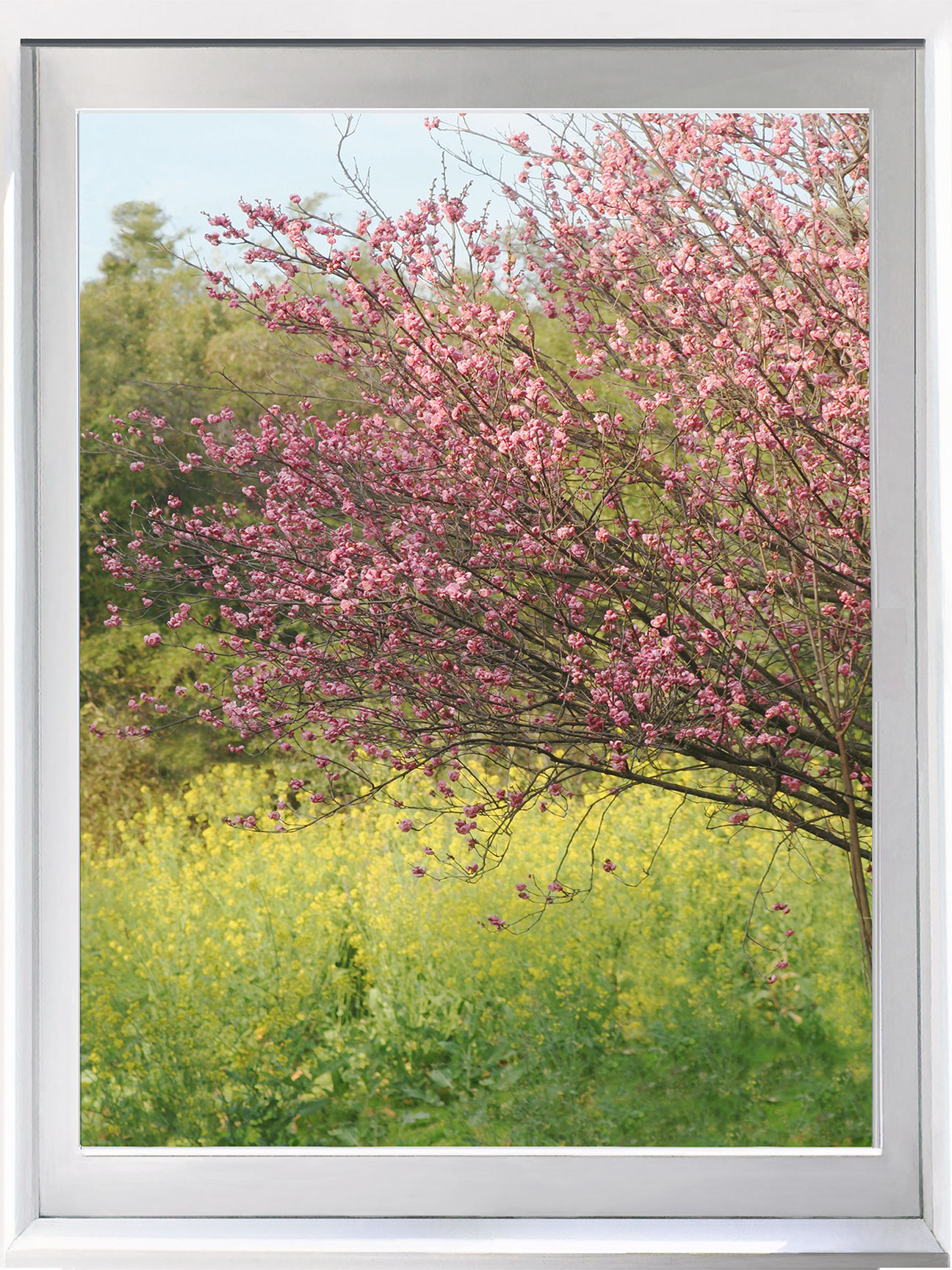 Title: Huntington Spring Window [portrait orientation]