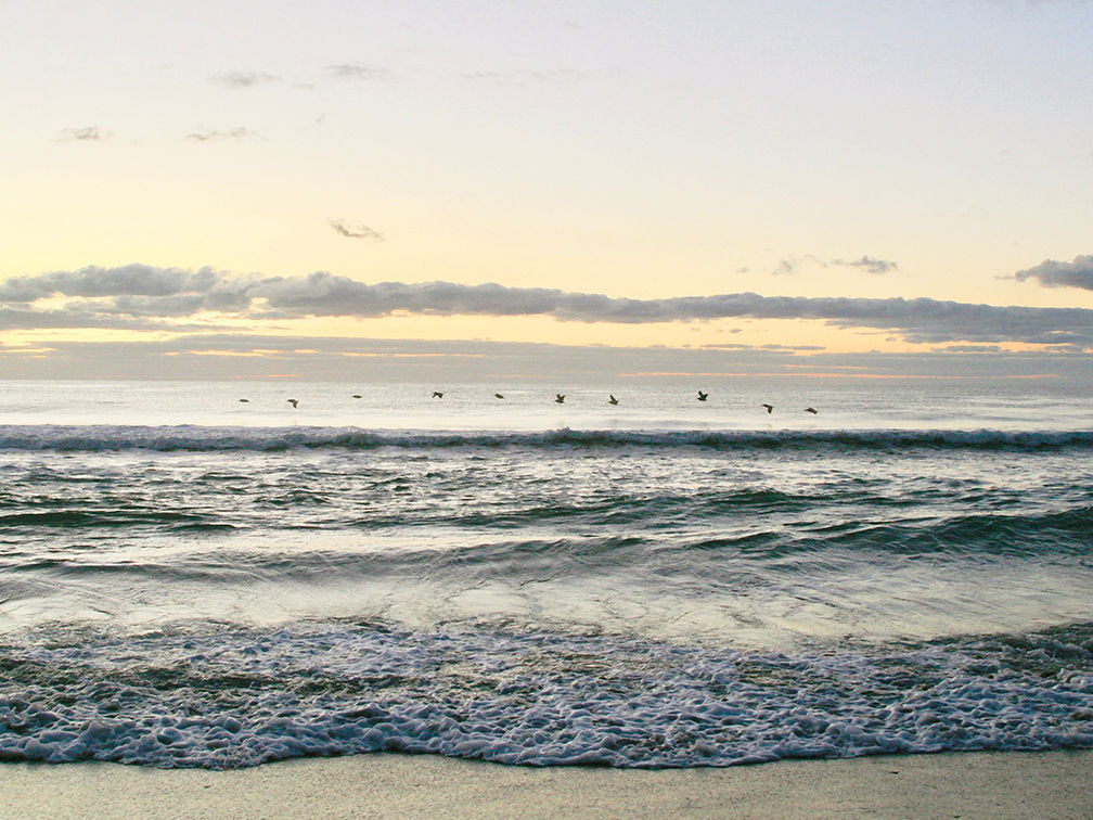 Title:  Morning Flight  [landscape orientation]