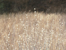 california wild flowers