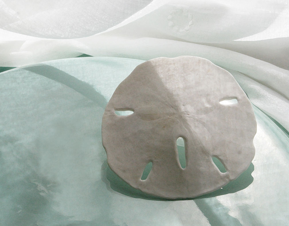 Title:  Sand Dollar  [landscape orientation]