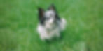 Lizzy MAIN green grass pic_edited.jpg