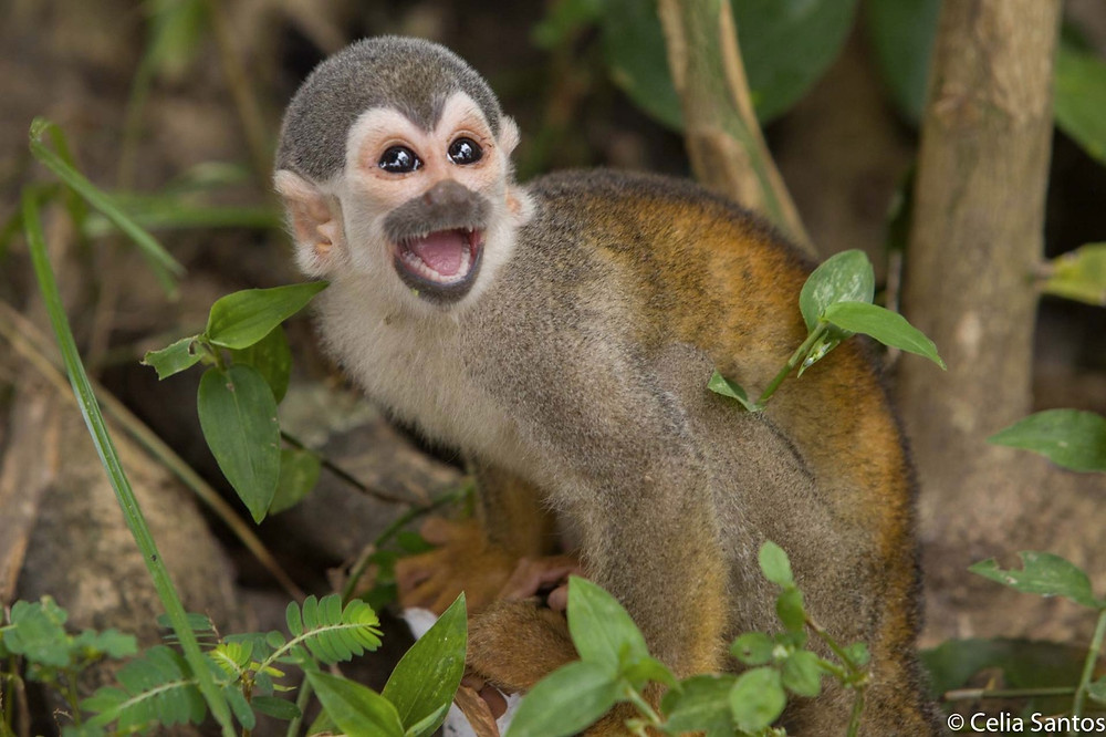 O macaco abriu a discussão quebrando alguns tabus dentro da sala de aula.