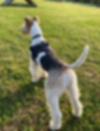 A photo of a dog facing away from the camera on  sunny day whilst on walk