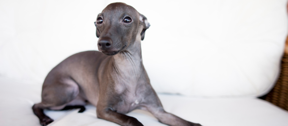 A small grey whippet dog laying down and looking at the camera with a white background