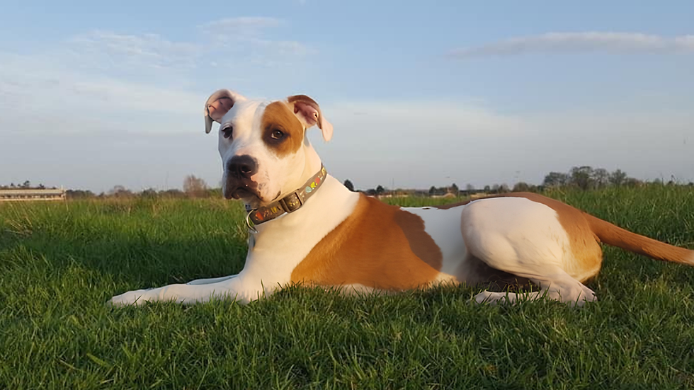 A photo o a dog laying down on grass whilst in a field, looking directly into the camera lense.