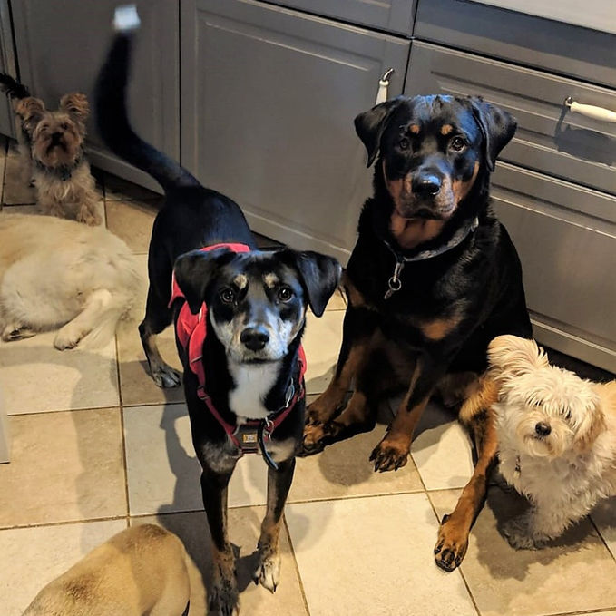 Six different dogs sat in a kitchen, two are foster dogs from rescue, one wears a harness.