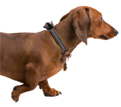 A picture of a dachshund walking