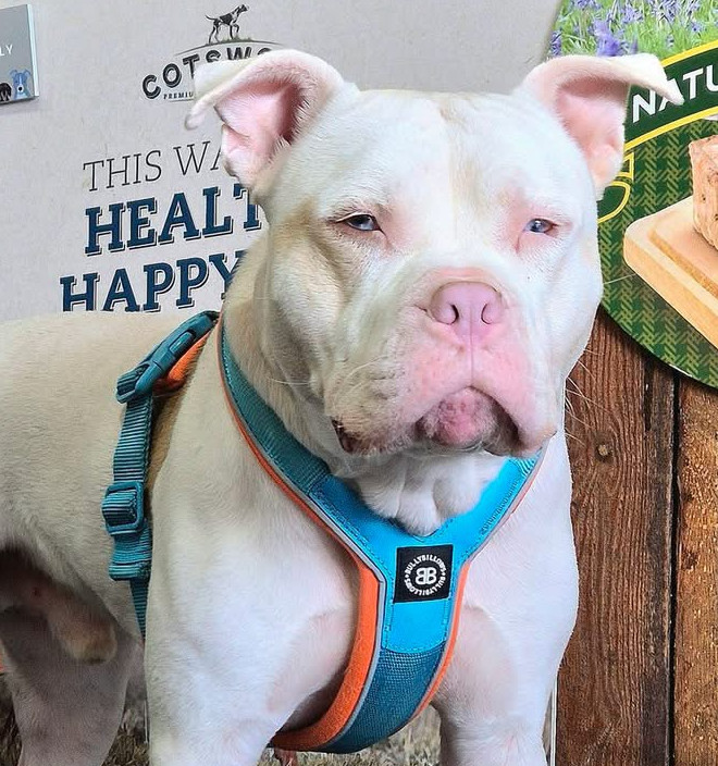 A close up image of a white dog with a blue harness on