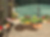 A brown dog sleeping outside surrounded by plant pots