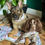 Thumbnail: Two dogs on a floral themed settle mat
