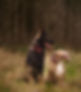 an image of two dogs in a field. on the left there is a german shepherd dutch herder cross, dark brown in colour wearing a handmade dog collar and bow in a red tartan print. on the right there is a staffordshire terrier, light brown in colour with a white chest also wearing the same handmade tartan bow