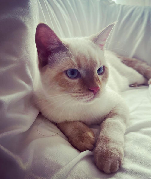 Portrait of Young Chauncey