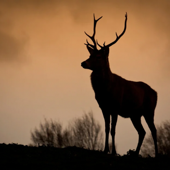 心理作用 - 11.png