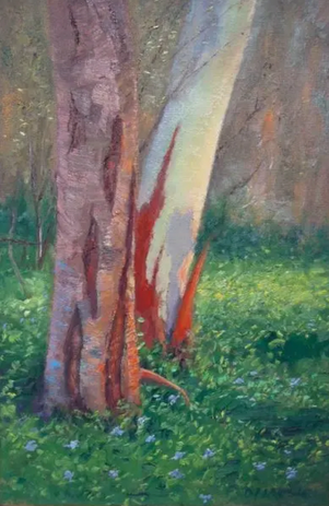 trunks of 2 gum trees with coloured bark