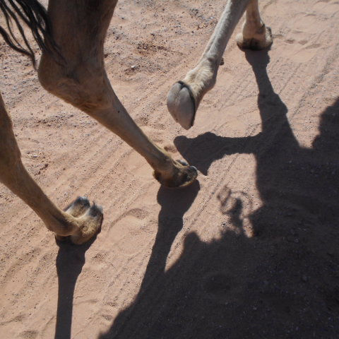 Following and Following and Following