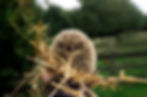 Harold the African Pygmy