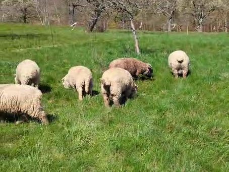 Winterwiese ade für die Männer WG