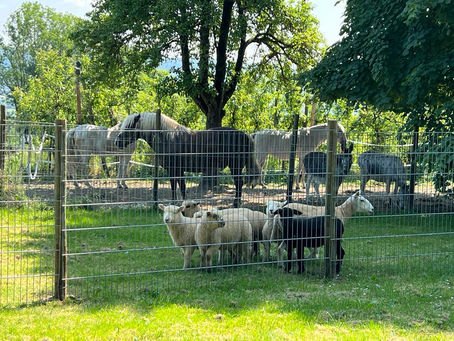 Umzug ins neue Zuhause