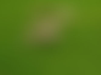 Deckzeit erledigt / Tupping time done