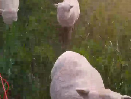 Grün, grün, grün....