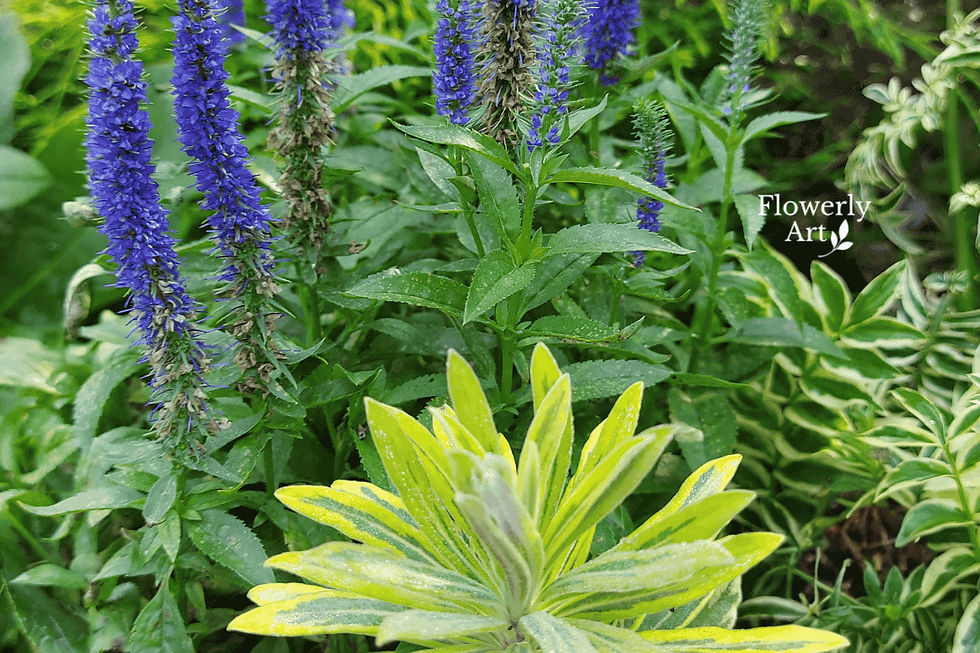 Rabata w słońcu: niebieski przetacznik i zimozielony żółty wilczomlecz