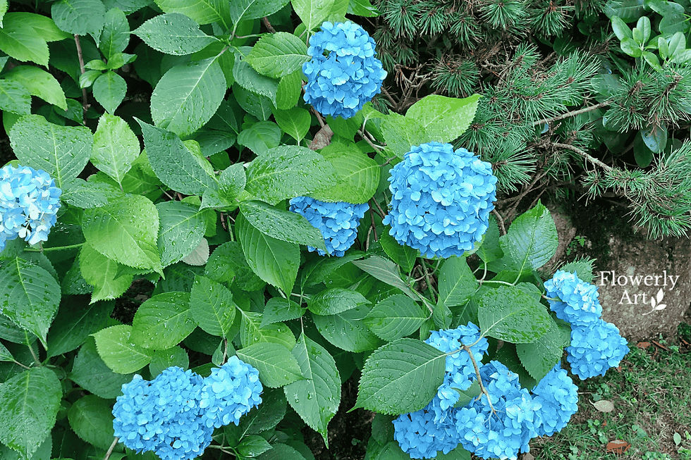 Niebieska hortensja ogrodowa