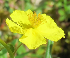 Posłonek rozesłany