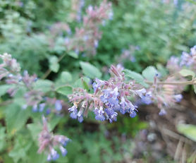 Kocimiętka Faassena